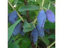 ��������� ������ 207 ���.jpg