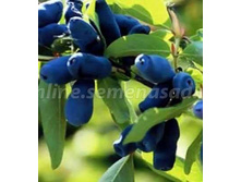 ��������� ������ 207 ���.jpg