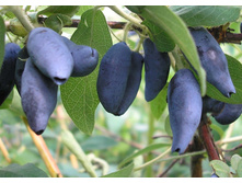 ��������� ������� 207 ���.jpg