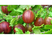 ��������� �������� 202 ���.jpg