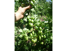 ��������� ��������� ������� 202 ���.jpg