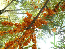 �������� ���������� 185 ���.jpg