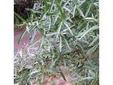 �������� ���� 185 ���.jpg