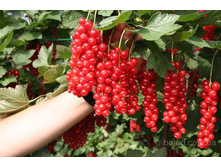 ��������� ������� ������ 175 ���.jpg