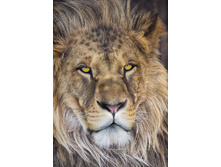 1-619_Lion_m 127-184��. 14,6����
