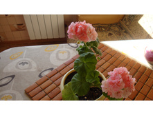 Bold Ann(������)