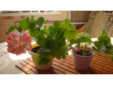 Odensio Juse Varme(������)