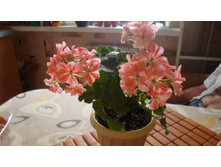 Minah's  Cascade(������)