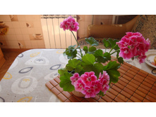 PAC Flower Fairy Rose