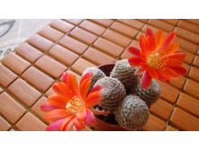 ������� 1