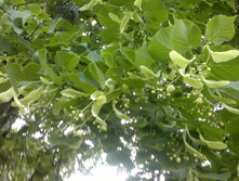 07062014795.jpg