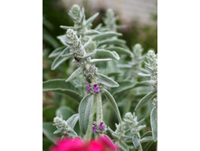 ������ ���������� (������ ����)