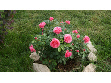 ������ ������� �� ������������� ����.jpg