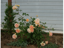 ��������� ��������-�����.jpg