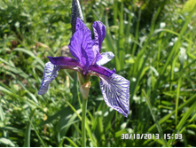 ���� 50 ���. �������