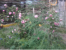 ���� � ������