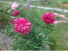 ���� ���������