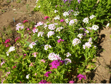 �������� ��������