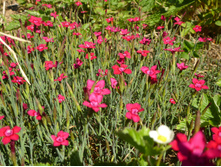 �������� ��������