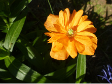 ��� ����������