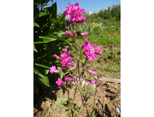 ������ ���������.