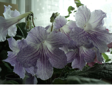 ����������� �������