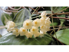 ����������� ...