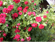 ����-0030.jpg