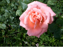 ����-0035.jpg