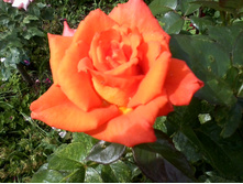 ����-0036.jpg
