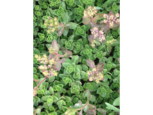 ������ �������