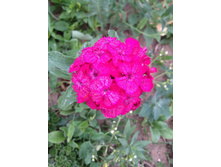 �������� ��������