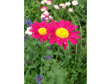 ��������  30 ���