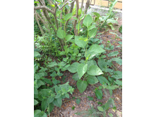 ������� ������ 120 ���