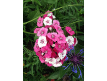 �������� ��������