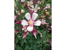 ������� 1