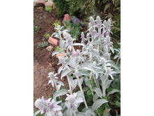 ������ ���������� 40�.