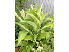 �������  �� 70��� ( ������ ������ ����� �� �������) �� �������� ������ ����