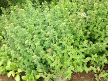 ������ �� 30 ��� (�����)