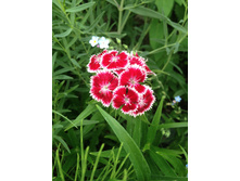 �������� ��������