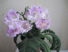 ������������� Renia