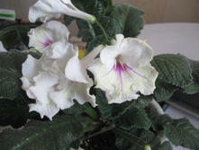 ������������� Roma