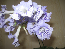 ��- ���������