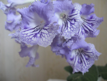 ������������� ��-���������  (�� �� ���)