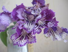 C������������ ��������