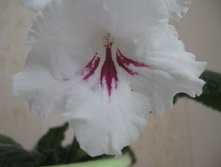 ������������� Red Hana