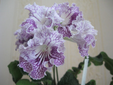 ������������� Heinal