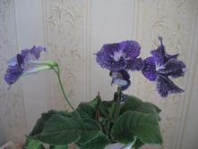 DS- �� ������