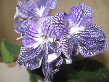 DS-�� ������