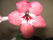 Salmon Sunset (D. Thompson)